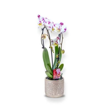 Orhidee Phalaenopsis în Vas Ceramic (v)