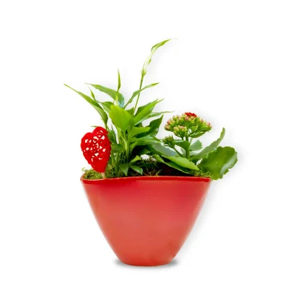 Aranjament cu plante în vas ceramic roșu tip bărcuță