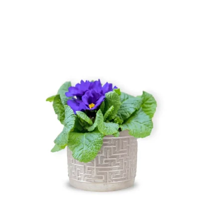 Primula Mov cu Vas Ceramic