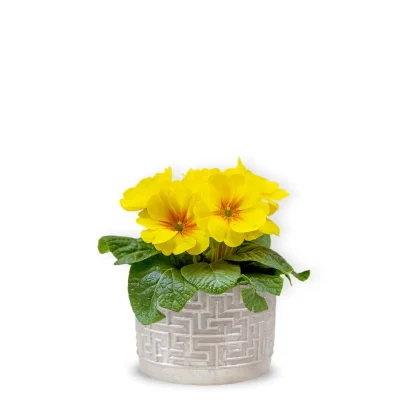 Primula galbenă cu vas ceramic