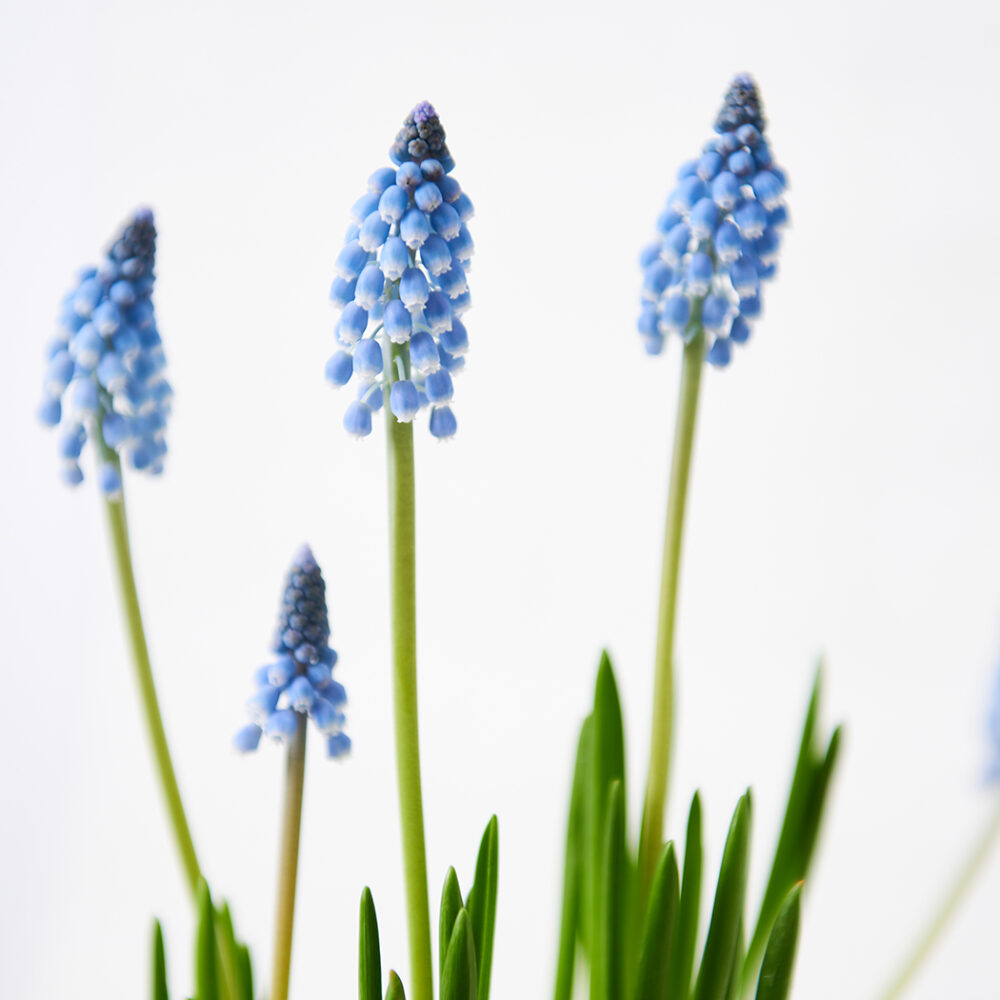 Aranjament Floral de Primavara din Delicatele Flori Bleu Muscari - imagine 3