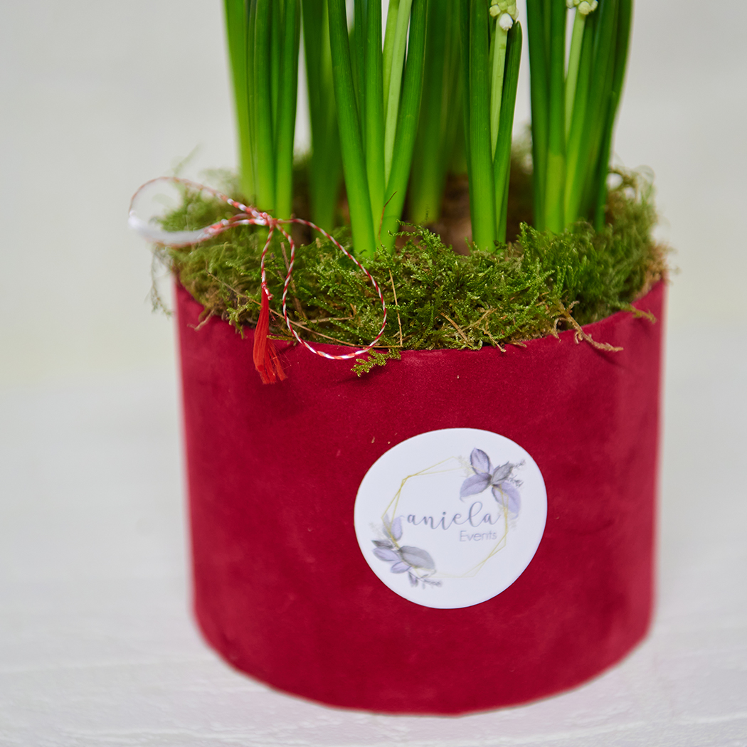 Aranjament Floral de Primavara din Flori Muscari Alb - imagine 2