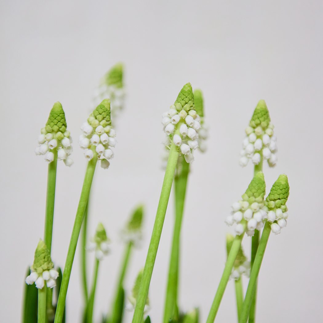 Aranjament Floral de Primavara din Flori Muscari Alb - imagine 3